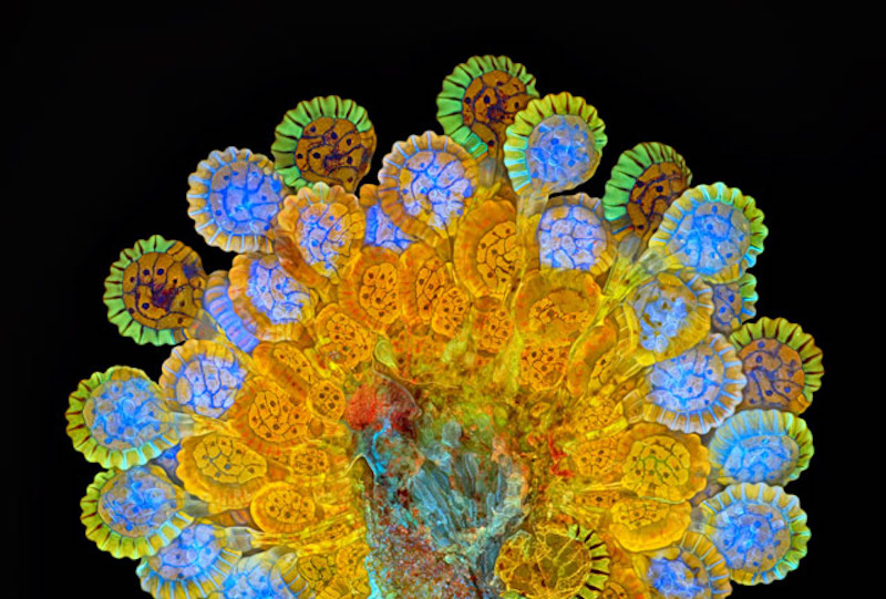Illustration for article titled Pequeños monstruos que viven con nosotros: las mejores microfotografías del año
